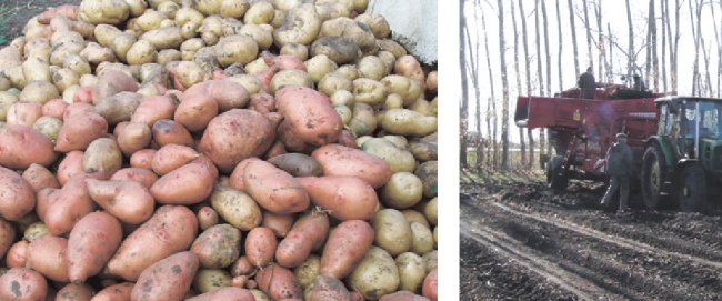 Какие сорта картофеля выращивают в пензенской области?