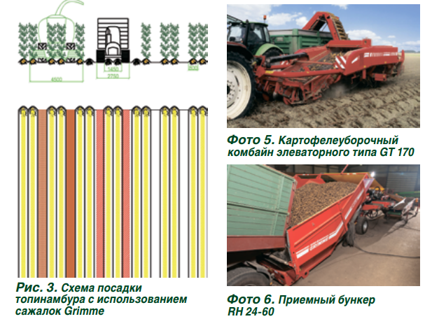 Как выращивать топинамбур в промышленных масштабах?