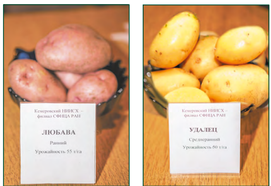 Какие сорта картофеля выращивают в кемеровской области?