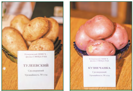 Какие сорта картофеля выращивают в кемеровской области?