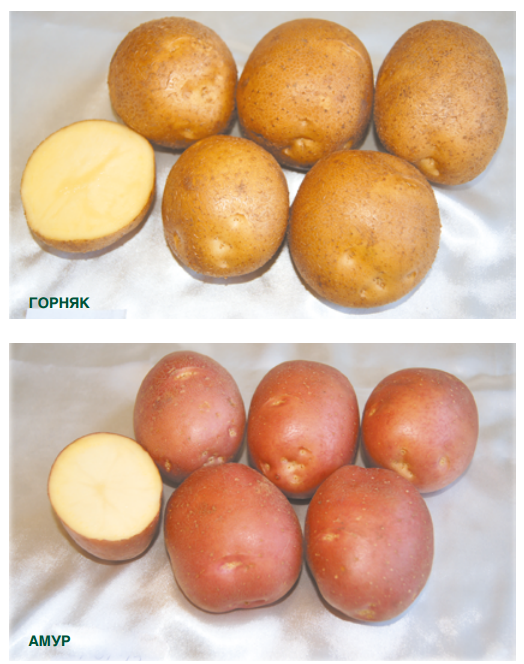Какой картофель выращивать в свердловской области?