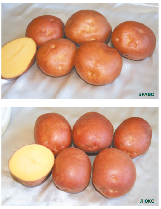 Какой картофель выращивать в свердловской области?
